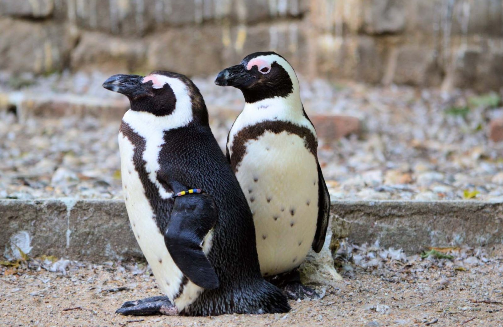 Dierenpark Artis