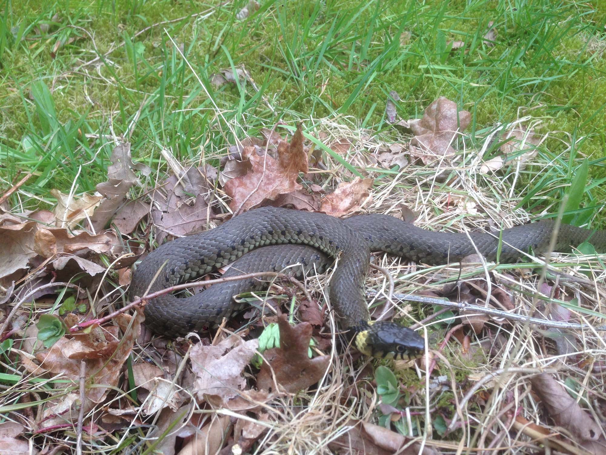 Op het park ringlang 1