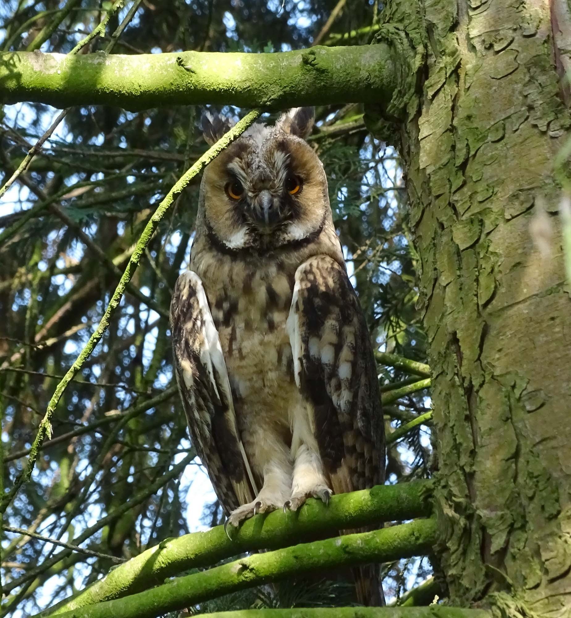 Op het park uil 1